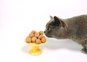 Cat eating pet food