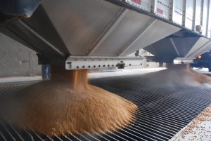 Corn grain transmitting into bein with flow aids