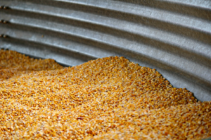 corn in a silo representing bridging and ratholing in food industry